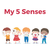 My 5 Senses