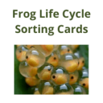 Frog Life Cycle Sorting Cards
