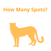 How Many Spots