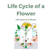 Life Cycle of a Flower