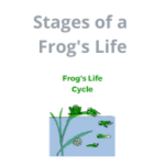 Stage's of a Frog's Life